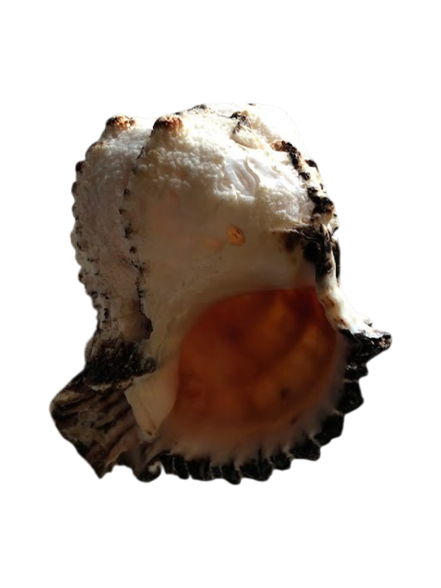 Medium Seashell
