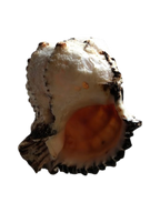 Medium Seashell