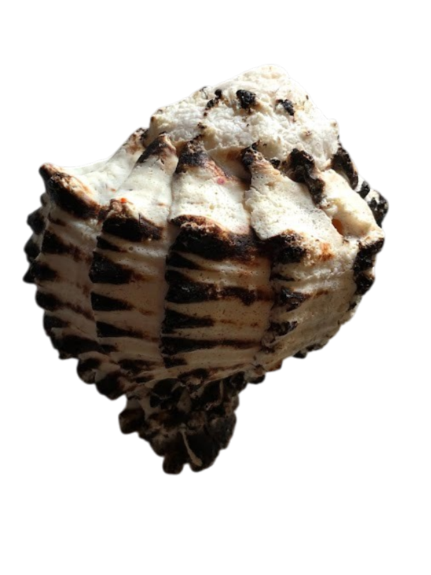 Medium Seashell
