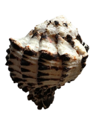 Medium Seashell