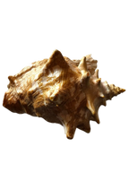 Large Seashell