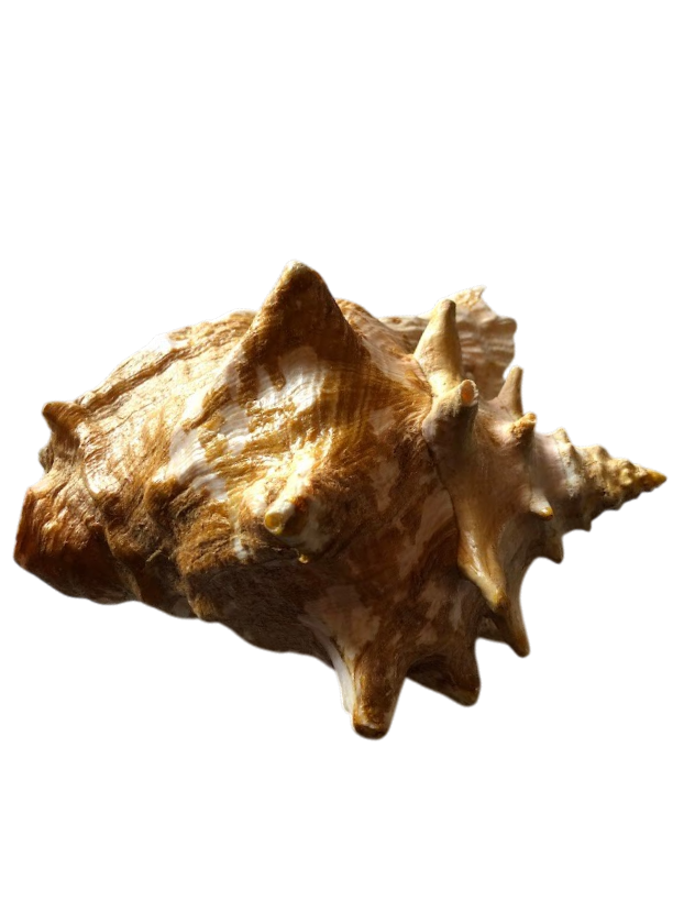 Large Seashell