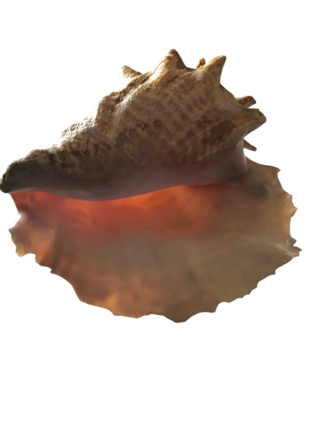 Large Seashell