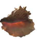 Large Seashell